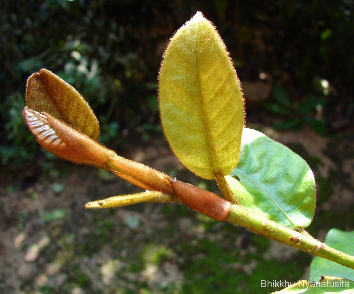 Ficus drupacea Thunb.